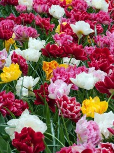 Tulipa Dubbel Vroeg Mix5